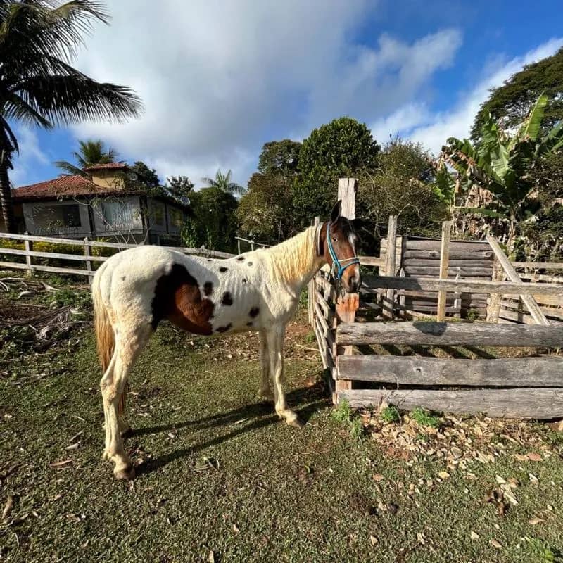 Imagem da campanha potro MM-meio sangue