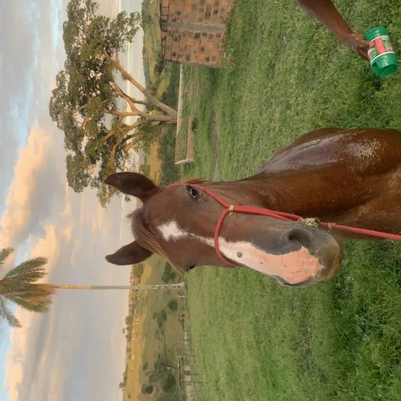 Imagem da campanha Cavalo🐴