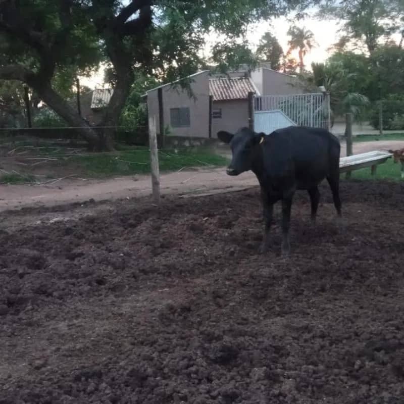 Imagem da campanha Ação Beneficente a cirurgia Câncer de Mama