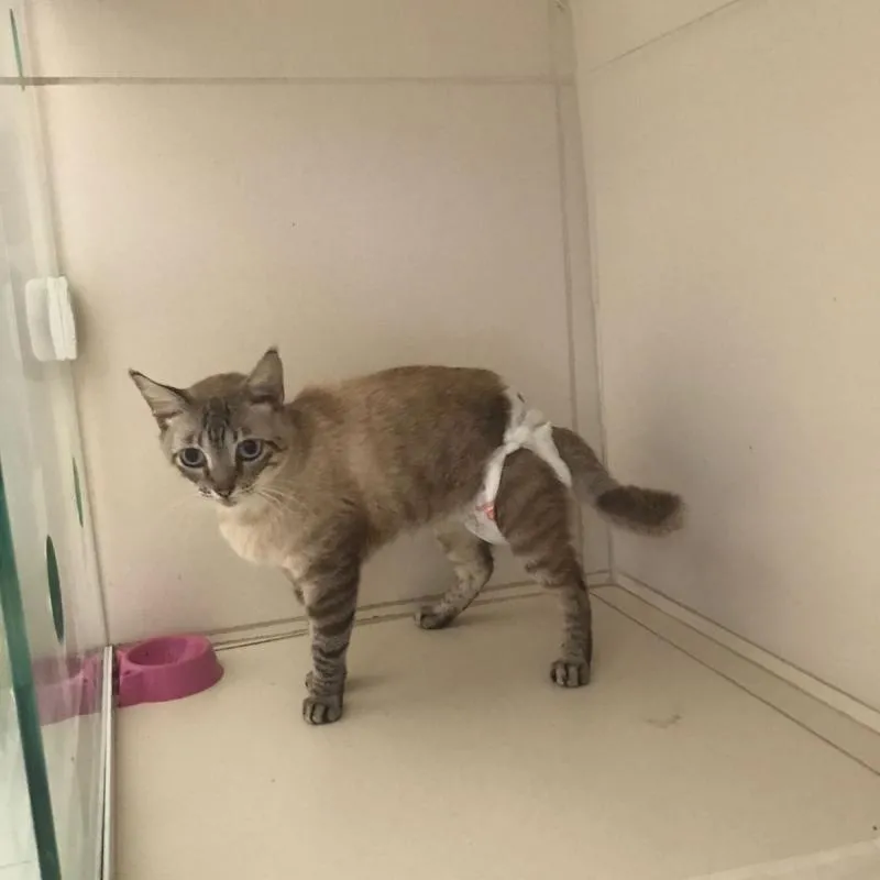 Imagem da campanha Vamos ajudar Angel