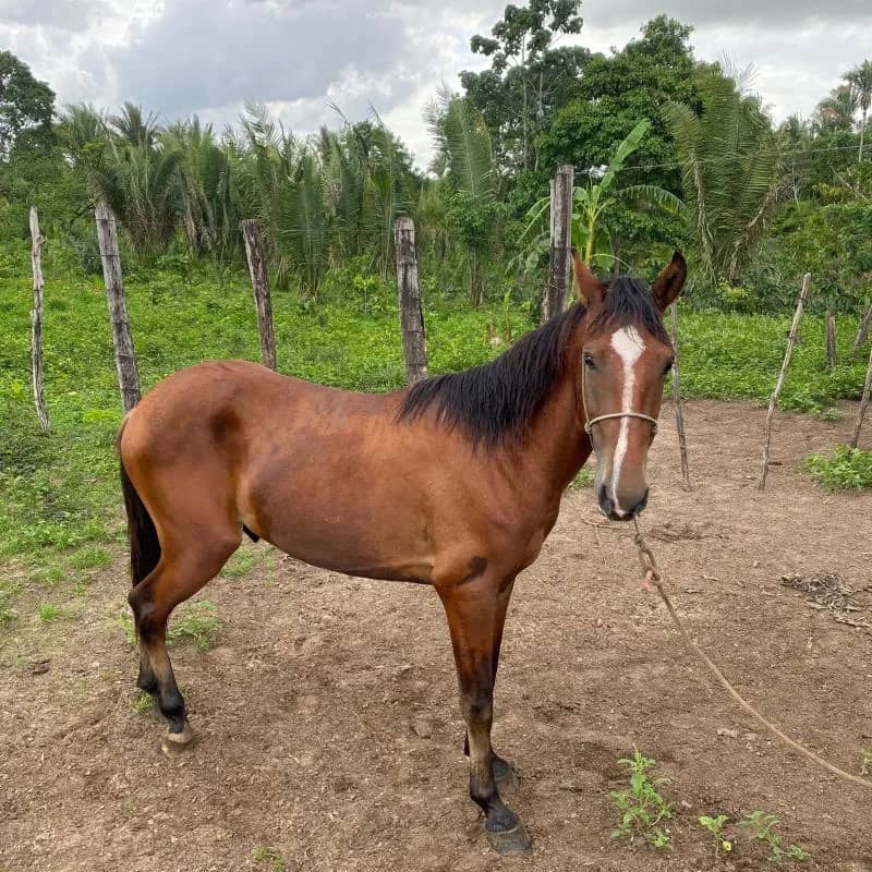 Imagem da campanha Cavalo de 2 anos
