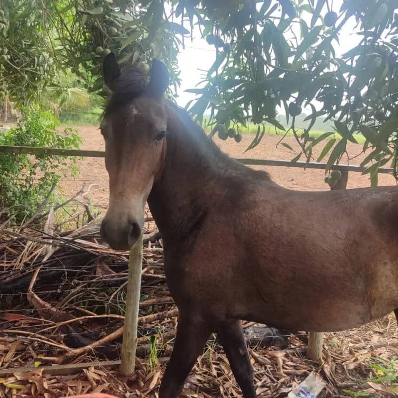 Imagem da campanha Grande rifa, sorteio de uma égua !!