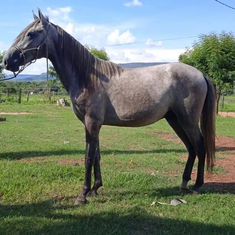 Imagem da campanha Rifa de um potro