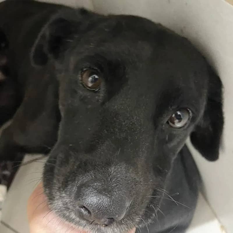 Imagem da campanha Pela vida do Ragnar <3