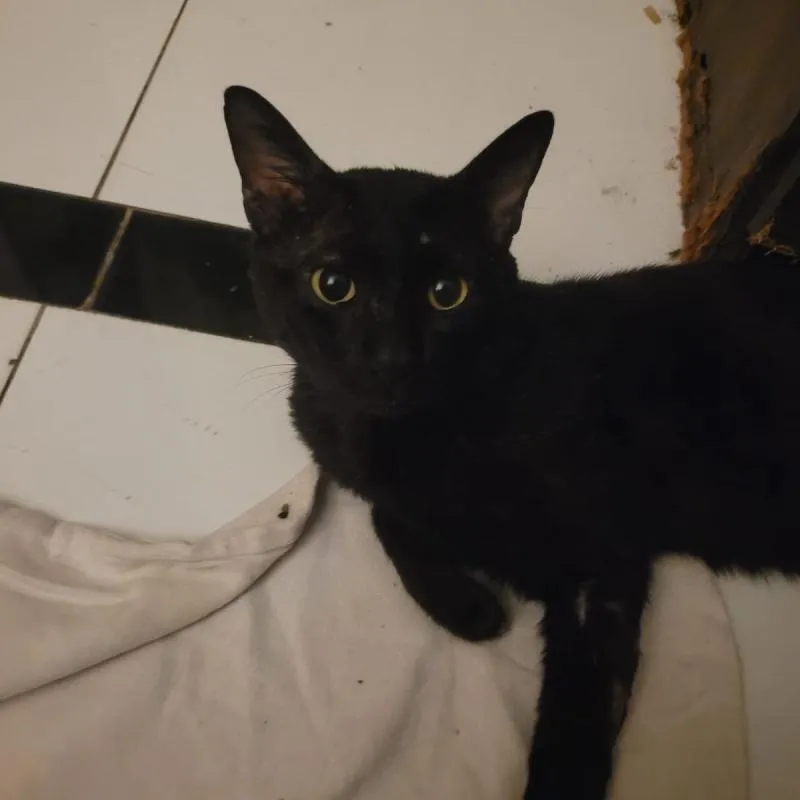 Imagem da campanha Rifa Rock Doido