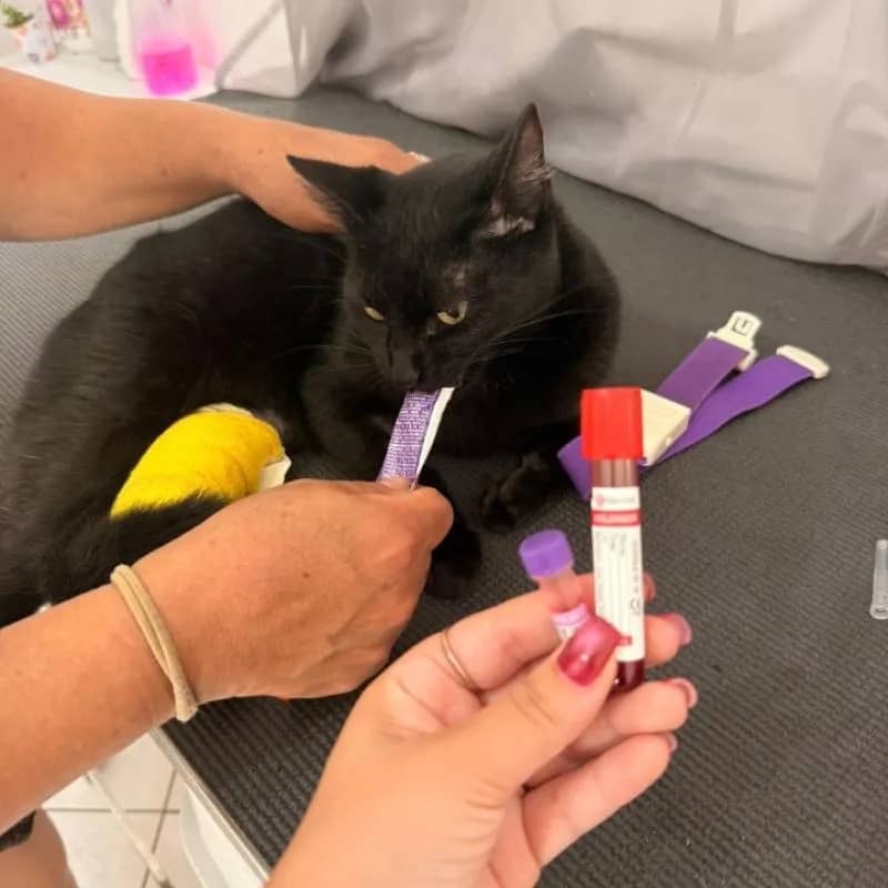 Imagem da campanha Amigos da Pretinha