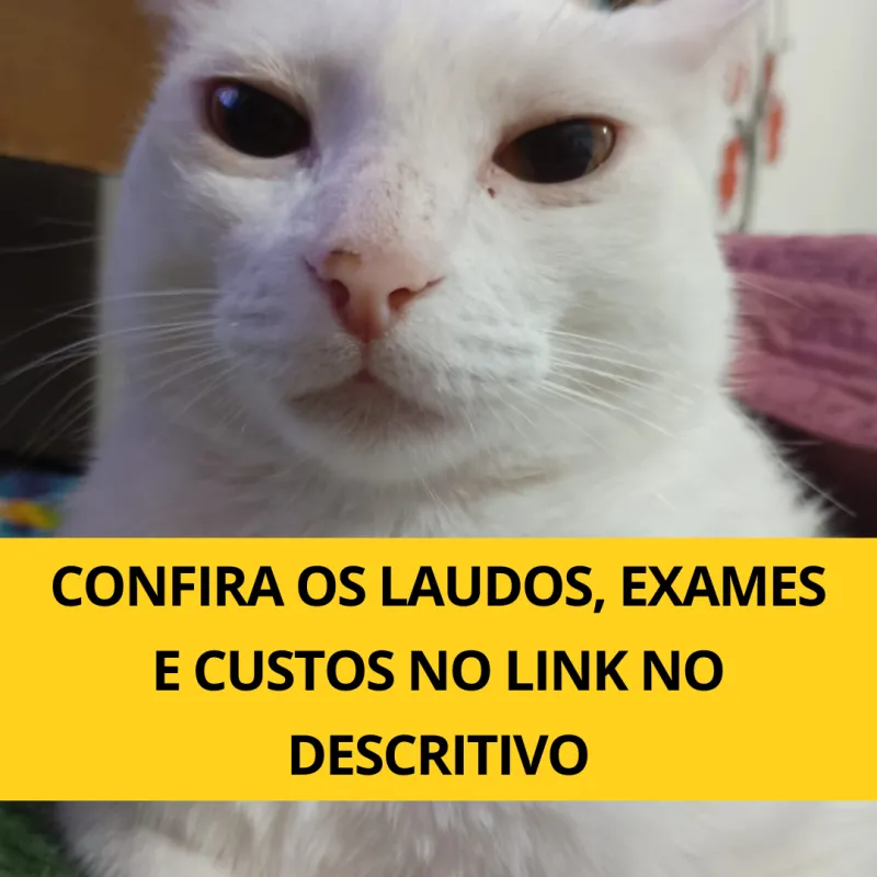 Imagem da campanha 🐱 RIFA SOLIDÁRIA - AJUDE O SIMBÁ A SE RECUPERAR! 🐾