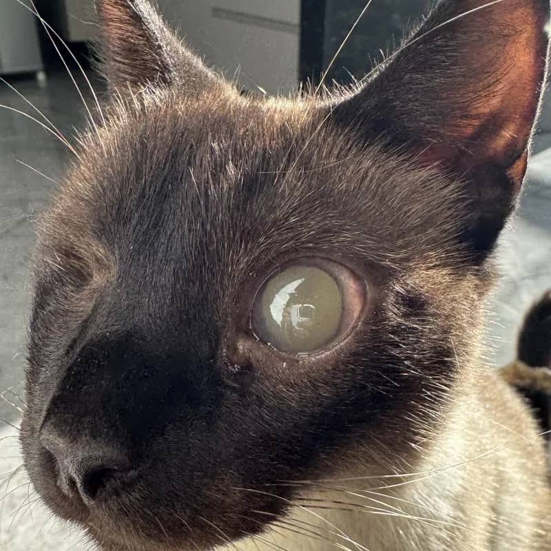 Imagem da campanha Ajude o Nick 🐱