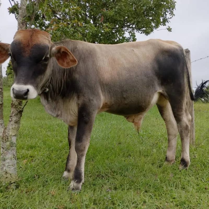 Imagem da campanha Ação entre amigos