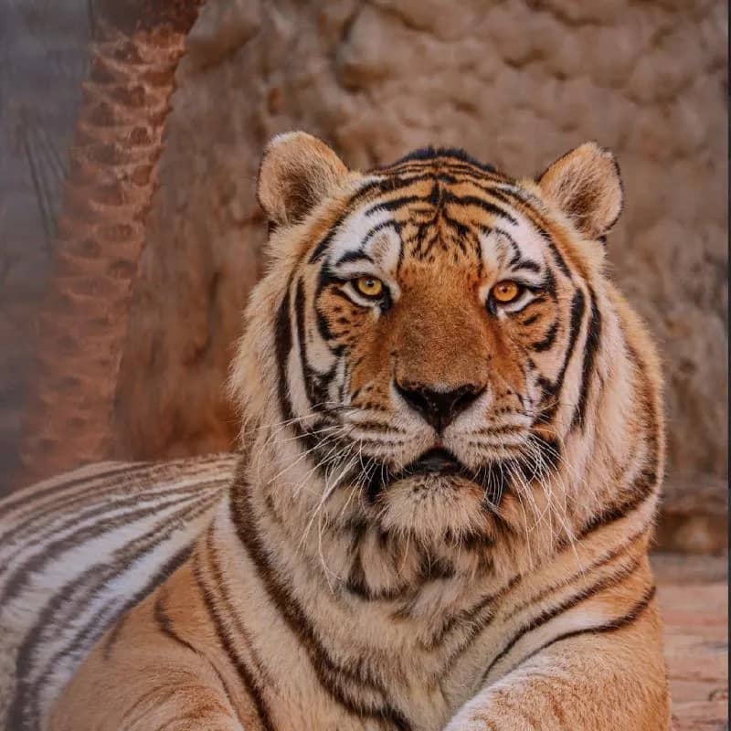 Imagem da campanha Um final de semana no Santuário