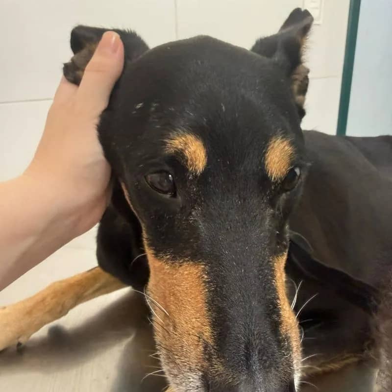 Imagem da campanha Corrente pelo Rock