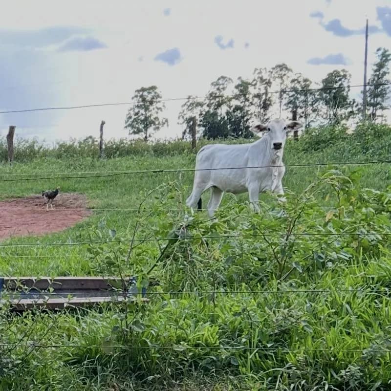 Imagem da campanha RIFA SOLIDÁRIA em prol do nosso amigo Elson Carlos (Galego) ❤️ Internado na UTI com diagnóstico de MEDIASTINITE.