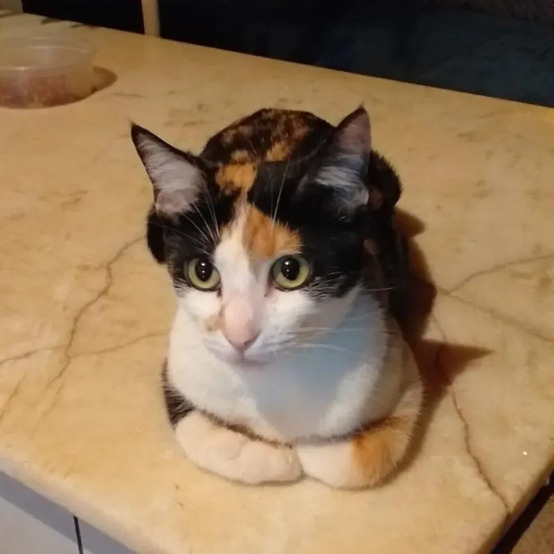 Imagem da campanha Campanha em prol do tratamento de Câncer da Hedda