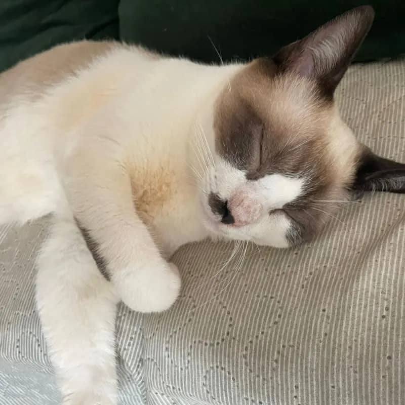 Imagem da campanha Rifa para cirurgia do gatinho Mousse