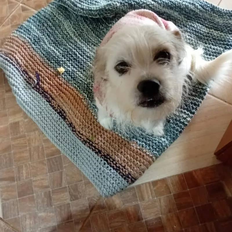 Imagem da campanha Ajude a Nevada a fazer sua cirurgia