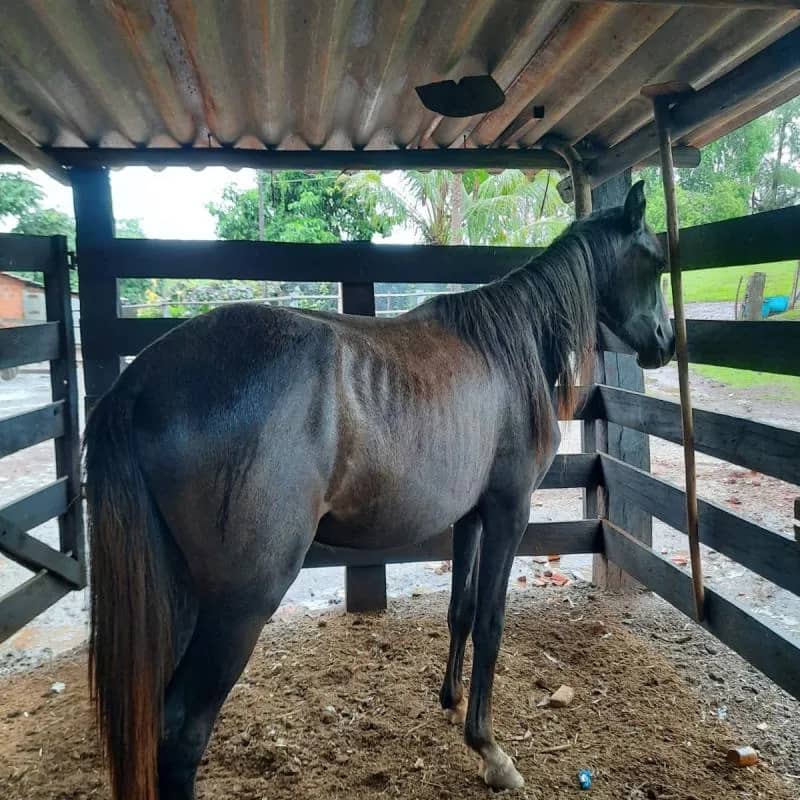 Imagem da campanha Doação de sexta básica