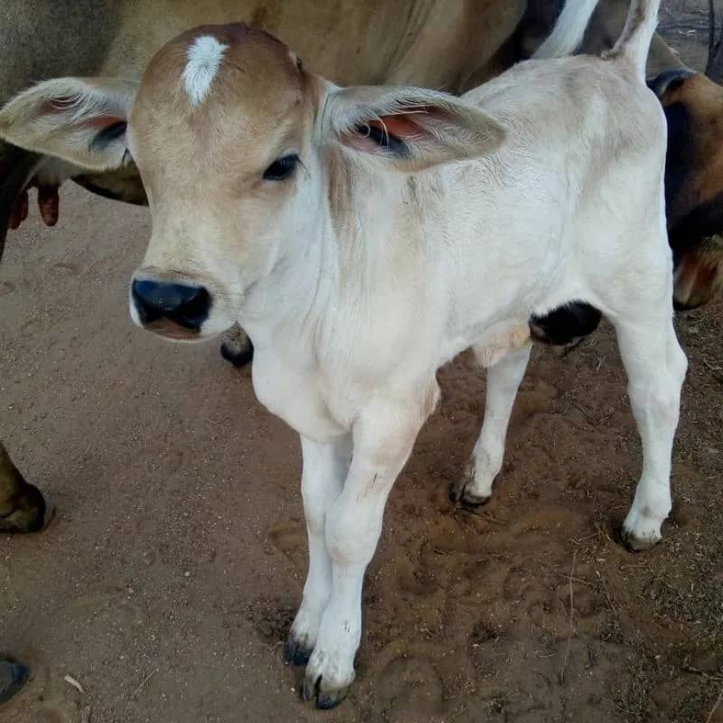 Imagem da campanha Rifa Beneficente – Ganhe uma Bezerra ou R$1.000