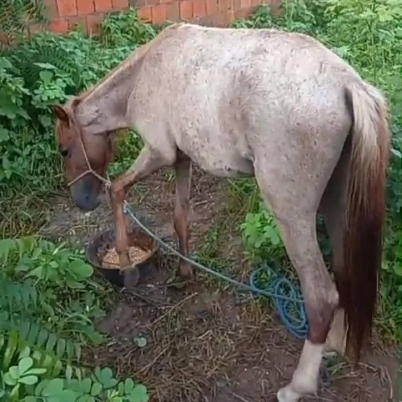 Imagem da campanha Rifa de um Polda, fêmea jovem de um cavalo branco.