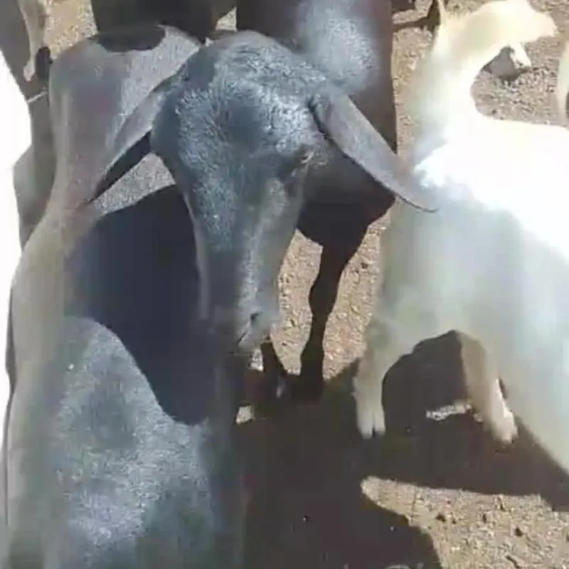 Imagem da campanha Rifa beneficente em prol de ajudar Jackson