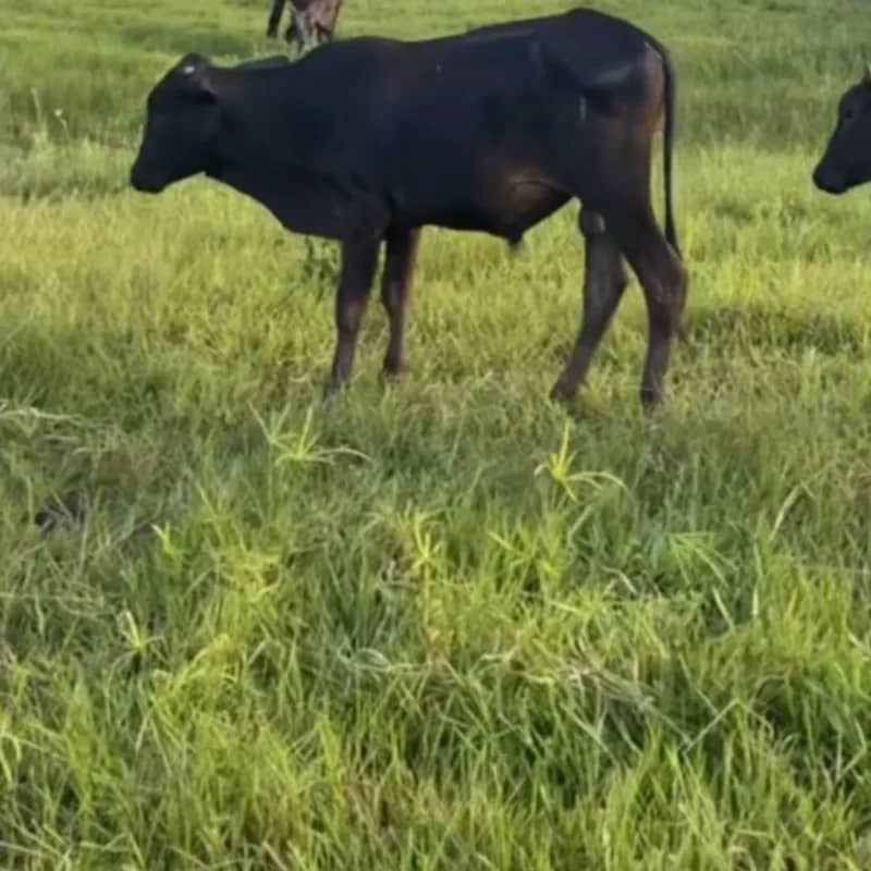 Imagem da campanha Rifa solidária