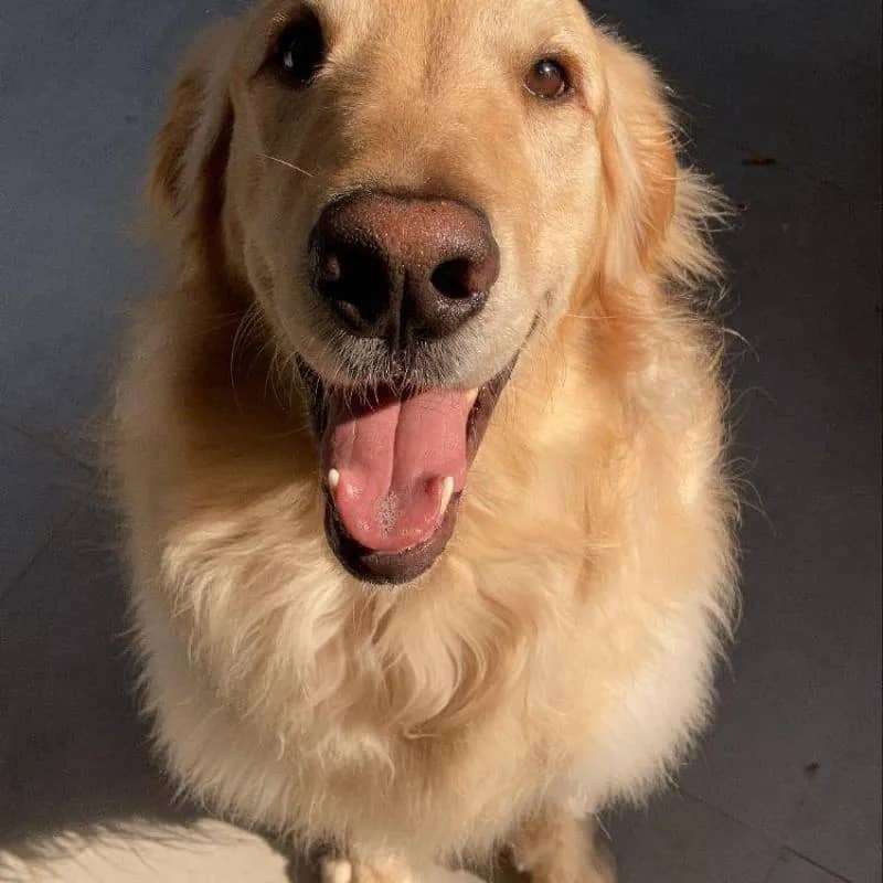 Imagem da campanha Campanha para o tratamento do Nando