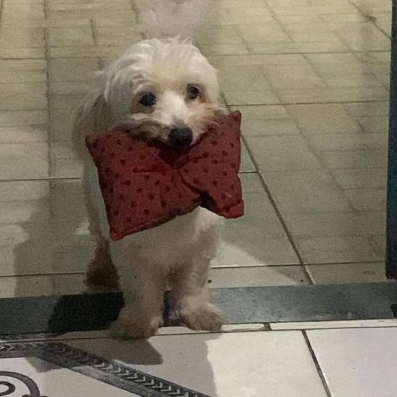 Imagem da campanha AJUDE NO TRATAMENTO DE MELZINHA