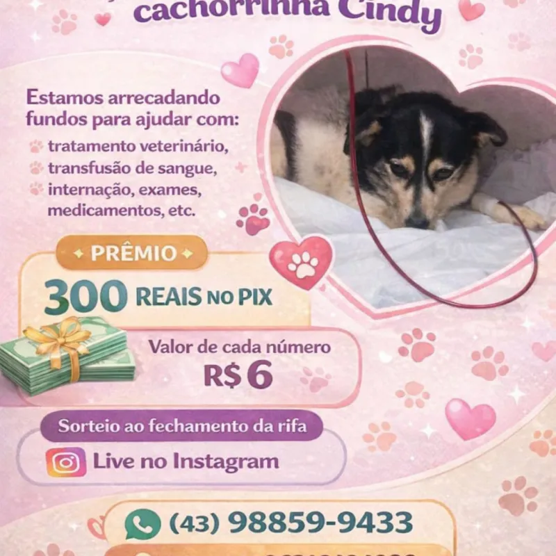 Imagem da campanha Rifa Solidária em Prol A Cachorrinha Cindy - 300 reais no Pix!