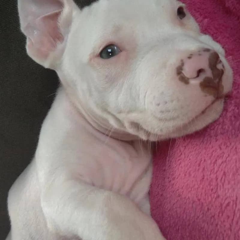 Imagem da campanha Rifa pitbull branco