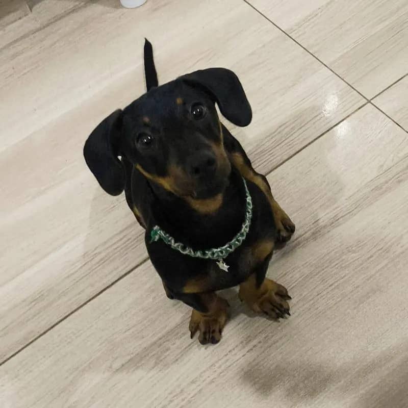 Imagem da campanha haHAKAHAHAKAJAHAJJAJSJS