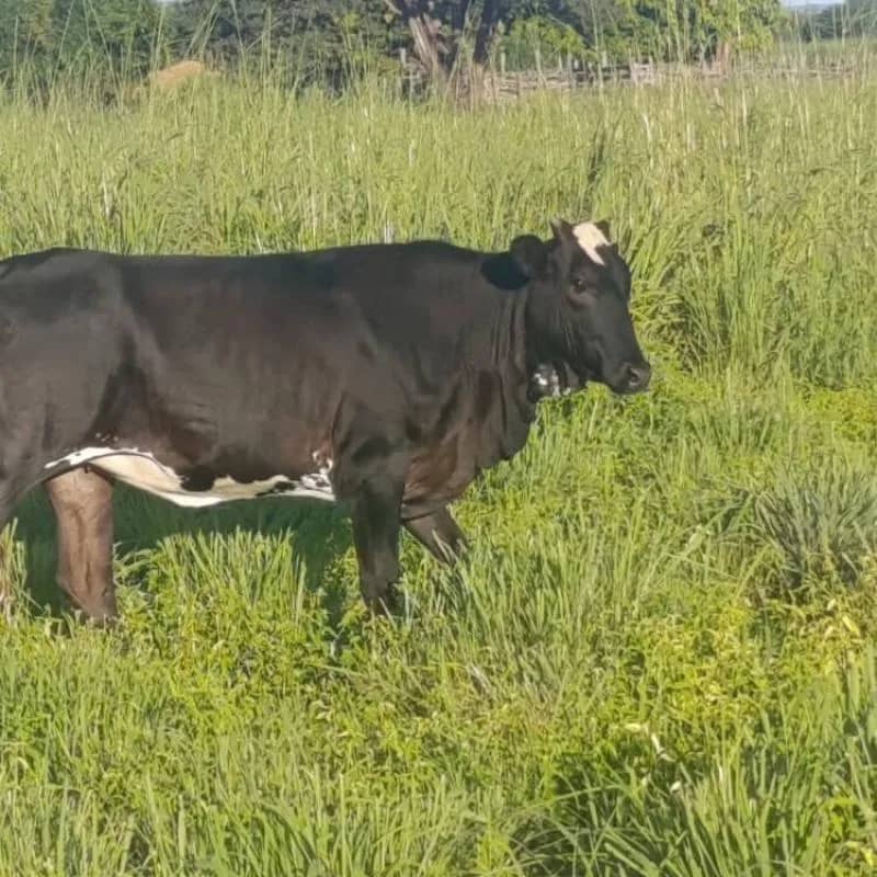 Imagem da campanha Rifa Beneficente em prol da 2ª Etapa da Obra da Casa Terapêutica