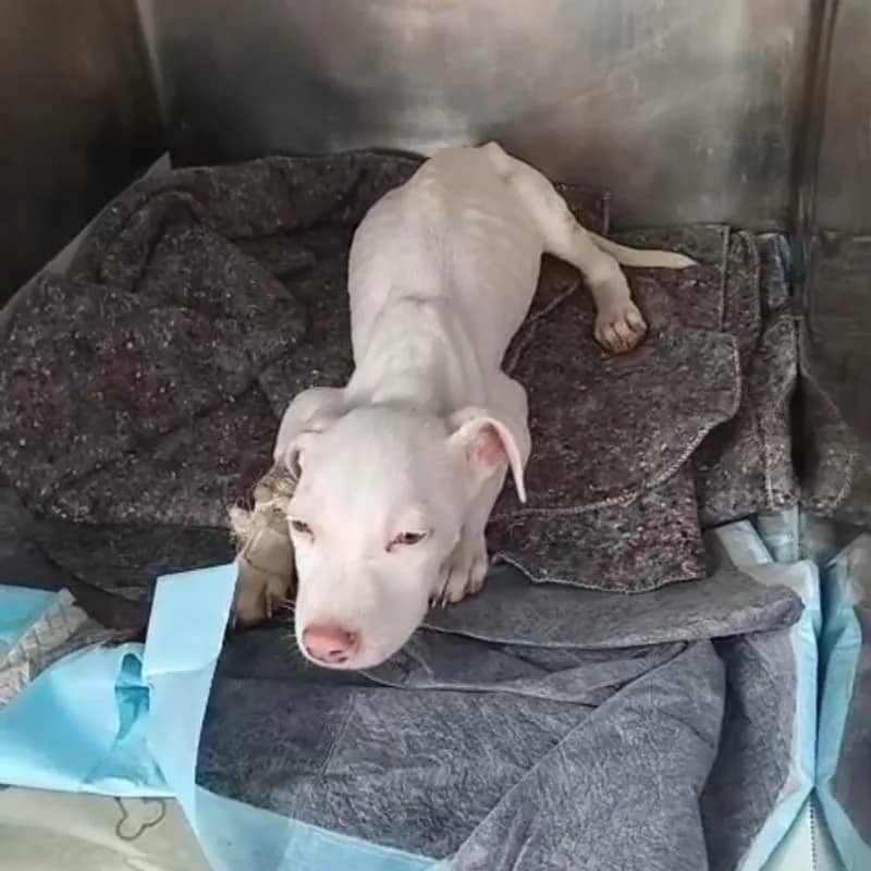 Imagem da campanha Cães resgatados precisam de ajuda!