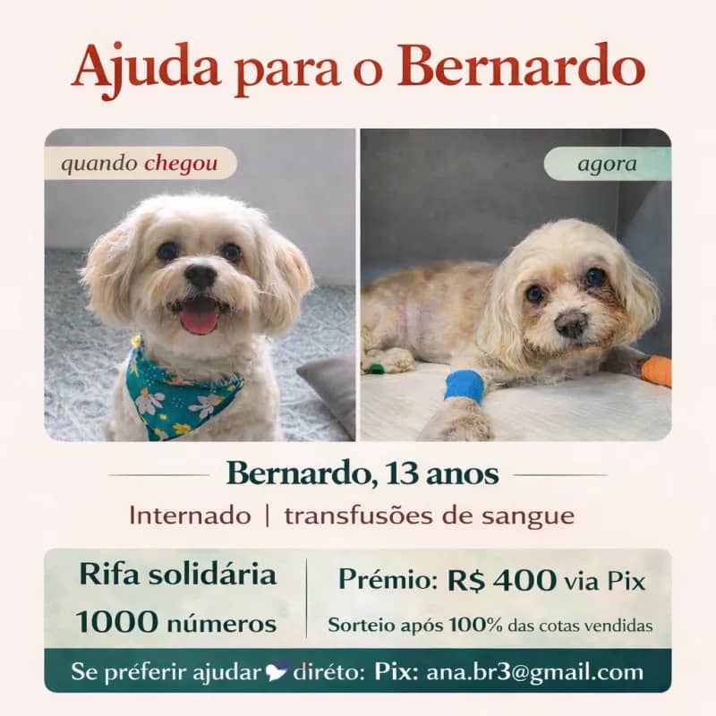 Imagem da campanha Ajuda para o Bernardo!