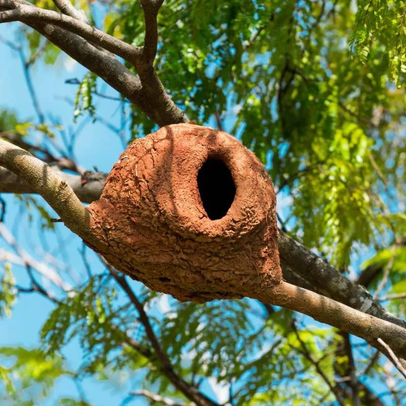 Imagem da campanha RIFA DO ASSOBIO-KITNET