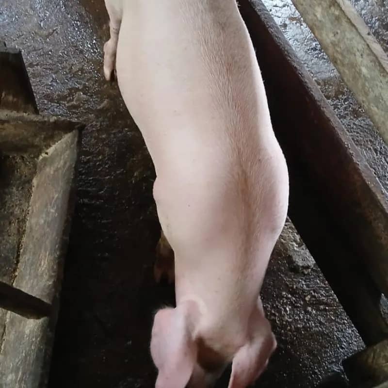 Imagem da campanha Um porco ou R$: 500,00 no pix