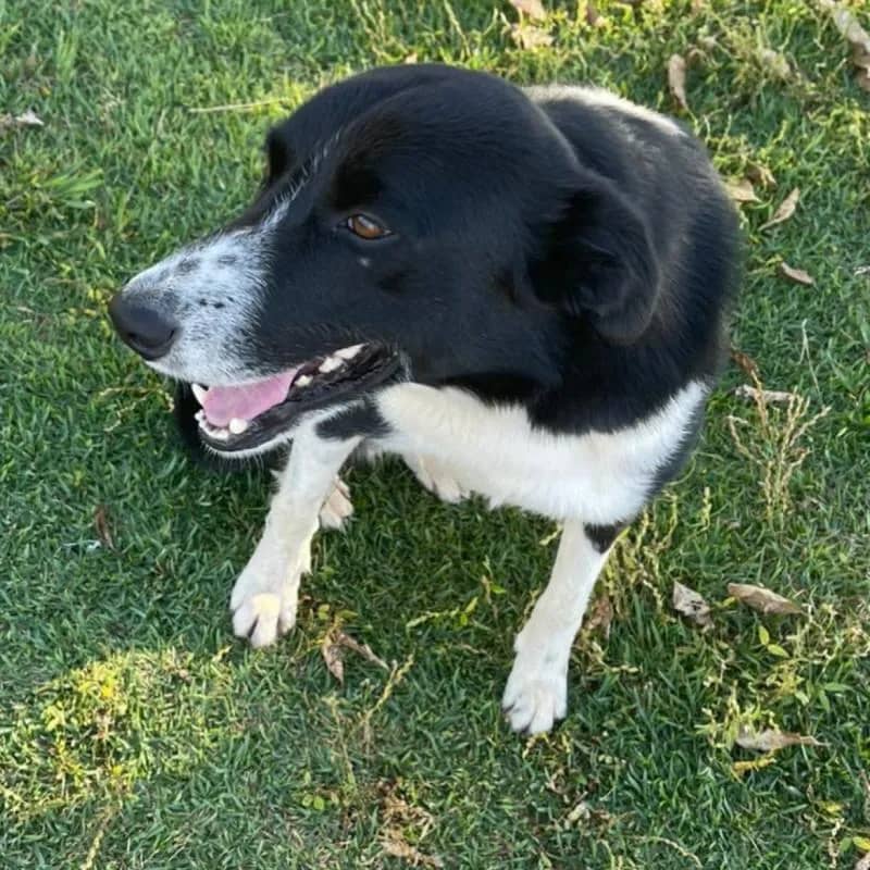 Imagem da campanha RIFA SOLIDÁRIA PELA LUA