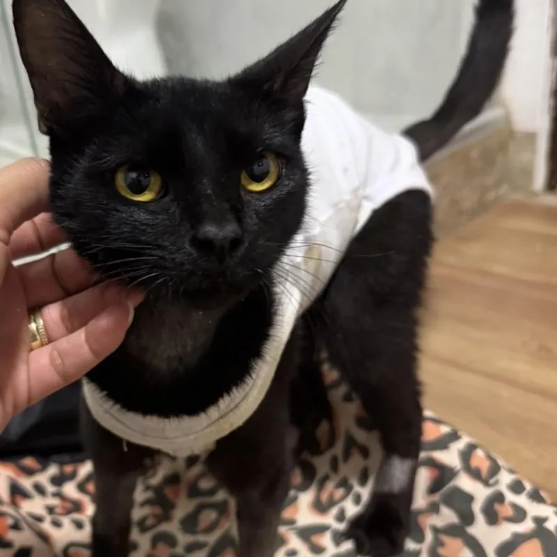 Imagem da campanha Rifa Solidária do PRETO