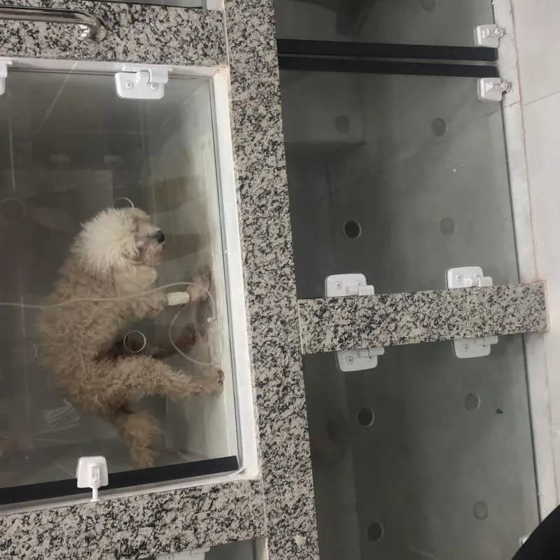 Imagem da campanha Cirurgia para nosso poodle Snoopy  🐶