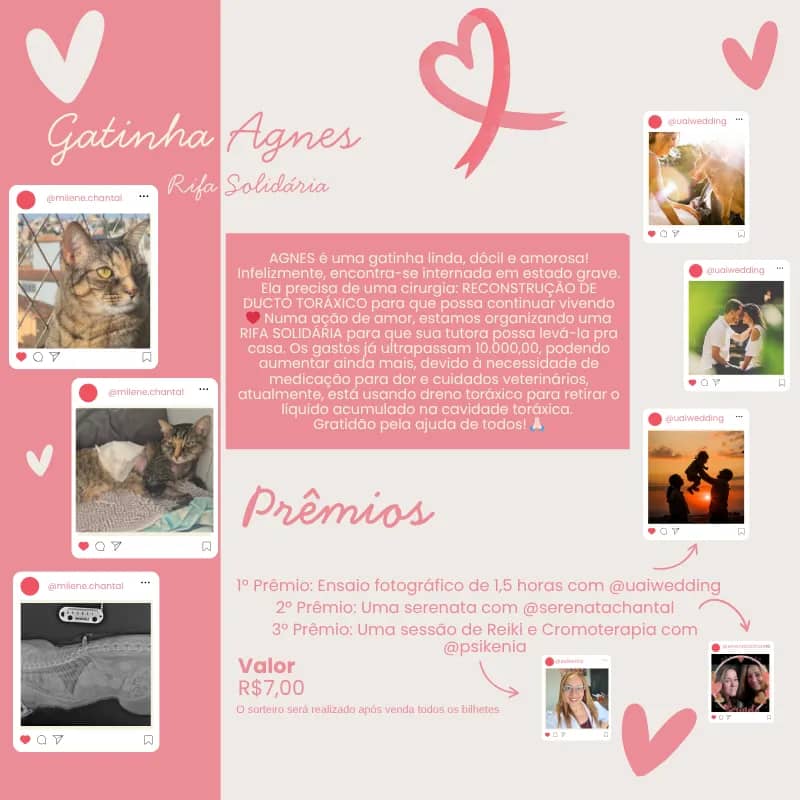 Imagem da campanha Gatinha Agnes