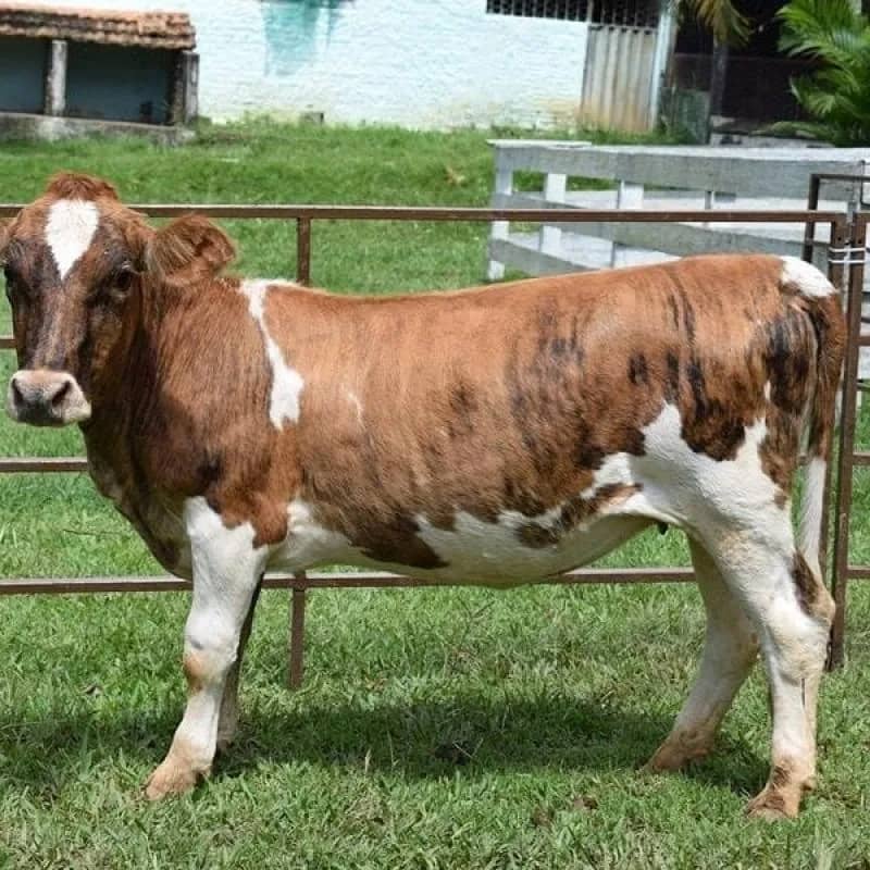 Imagem da campanha Rifa Forro Resgate