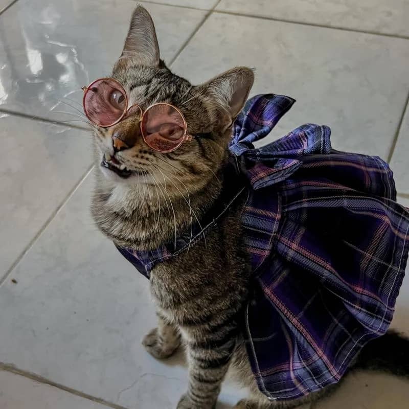 Imagem da campanha 🐾 Rifa Solidária: Ajude a Ohana!