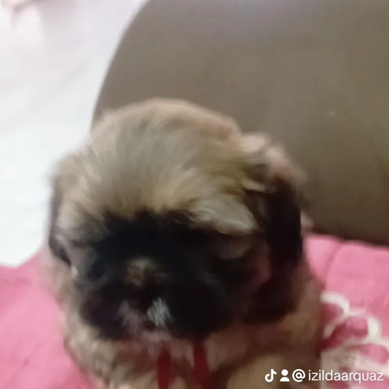 Imagem da campanha sorteio de cachorro shitzu macho