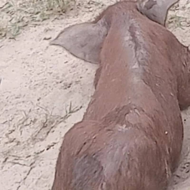 Imagem da campanha ✅ Prêmio: 1 leitão sadio e bem criado