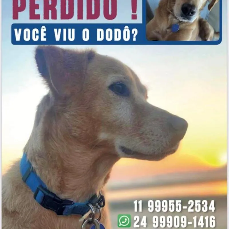 Imagem da campanha ❤️ Tragam o Dodô de Volta Para Casa