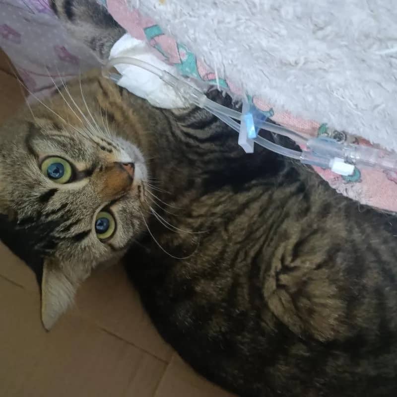 Imagem da campanha Rifa solidária para Jack ,  ajuda com dispensas veterinárias