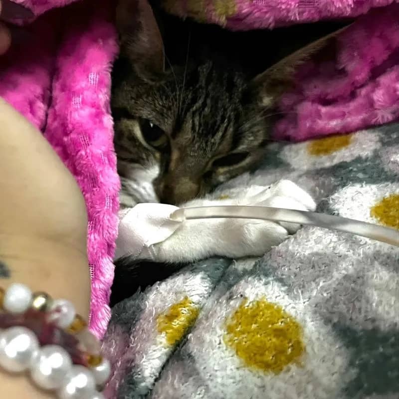 Imagem da campanha Ajude a Mia no tratamento de anemia e felv+