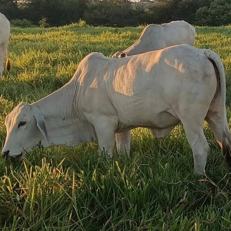 Imagem da campanha Uma novilha