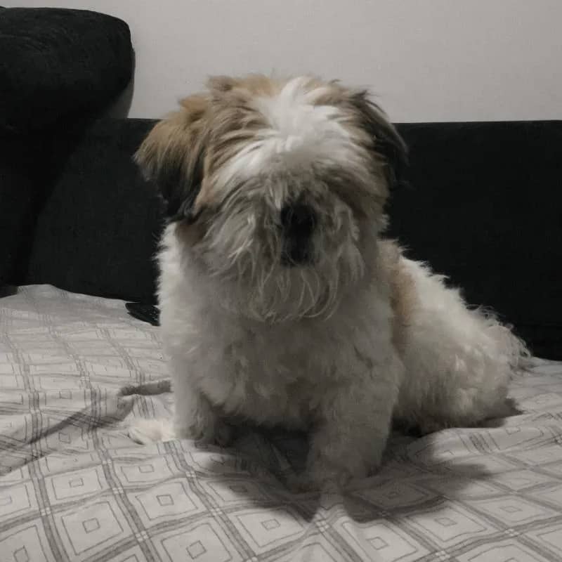 Imagem da campanha Rifa Solidária: Ajude na Recuperação do Nosso Amigo de Quatro Patas 🐾❤️