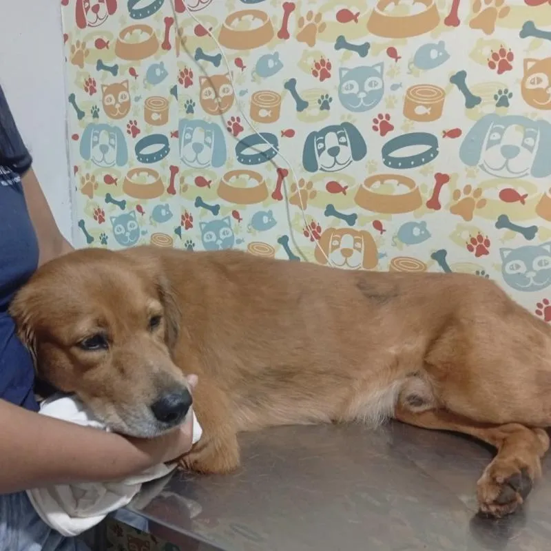 Imagem da campanha Rifa solidária cirurgia BOB