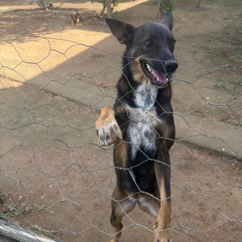 Imagem da campanha Rifa Lar das Patinhas