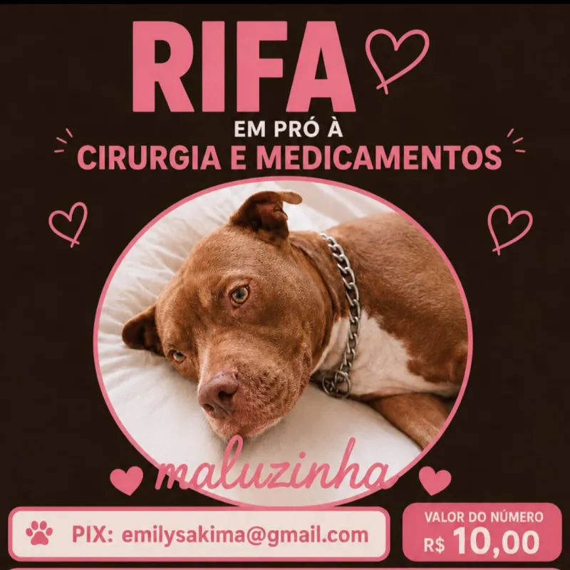 Imagem da campanha 🐾❤️ RIFA SOLIDÁRIA  – MALUZINHA 🐶_